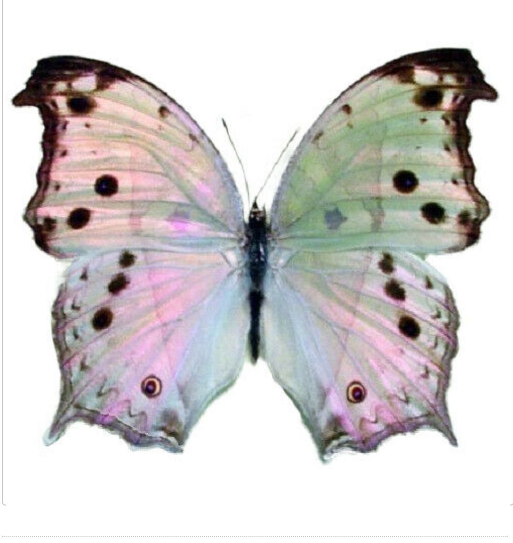 Mother-of-Pearl Butterfly - Lepidoptery Blends - Merino/ Mulberry Silk/ Sari Silk/ Tweed Blend/ Bamboo/ Stellina  (35/25/15/10/10/5)