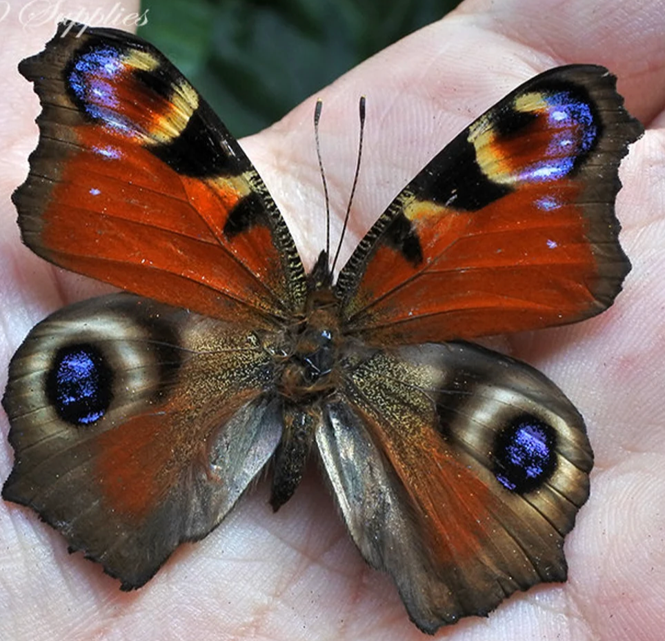 Peacock Butterfly - Lepidoptery Blends - Merino/ Mulberry Silk/ Sari Silk/ Tweed Blend/ Bamboo  (40/25/15/10/10)