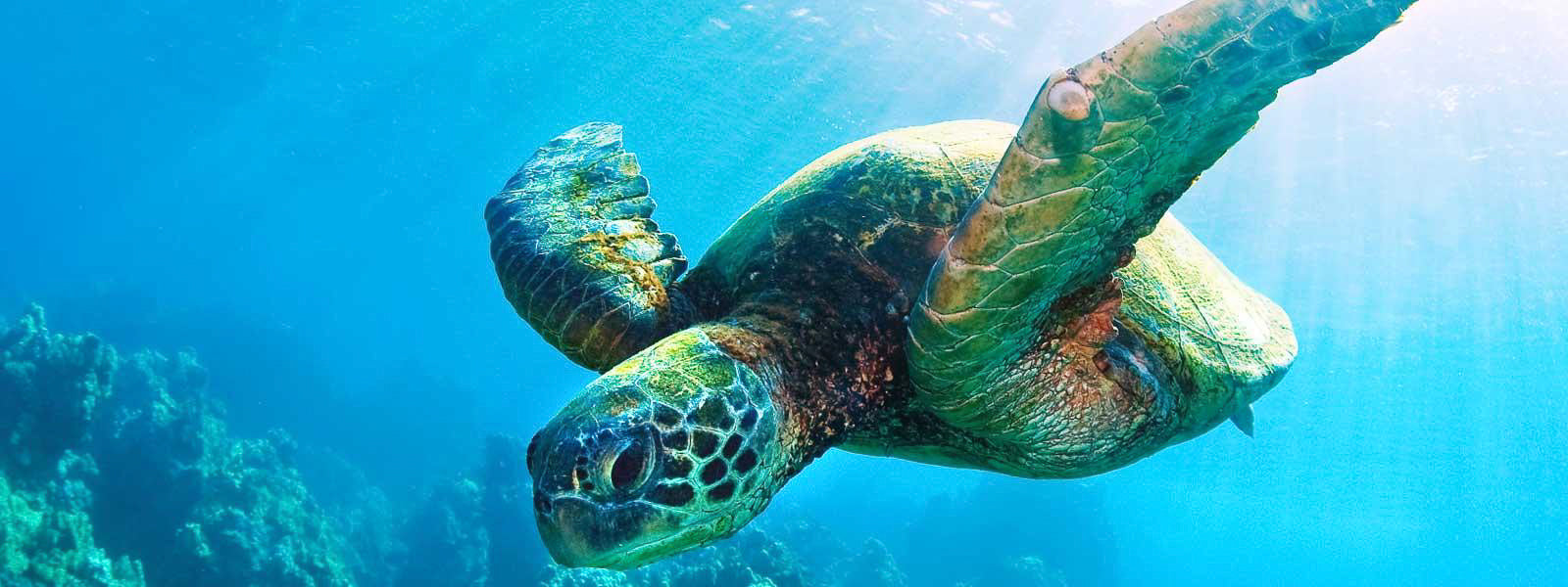 Targhee/silk/ bamboo (80/10/10) - Sea Turtle - 5.1 oz. - Inglenook Fibers