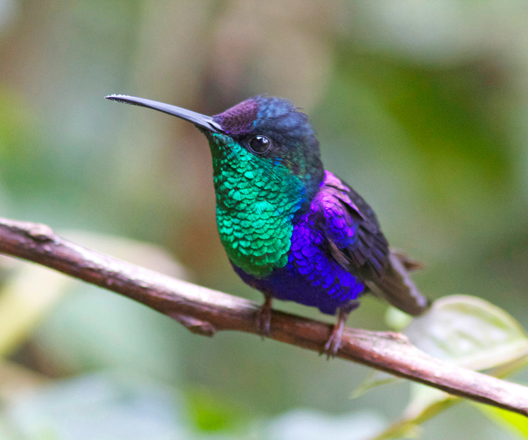 Batt in a Braid #47 - Violet-Crowned Woodnymph Hummingbird (5.3 oz) - Polwarth/ Zwartbles / Mulberry silk (50/25/25) - Inglenook Fibers