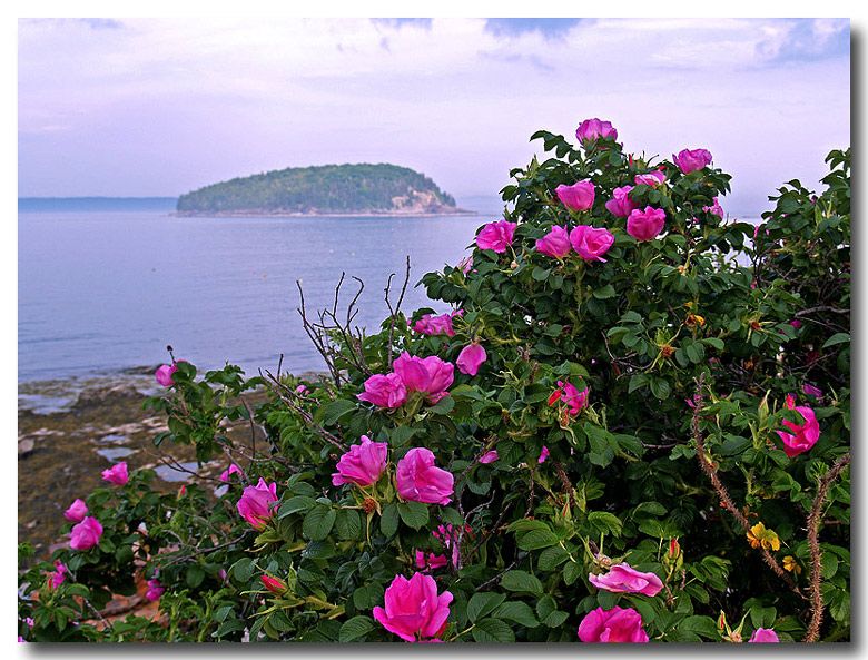 Beach Roses (3.75 oz.)- Roly-Poly Batts- 30% Nash Island fleece, merino, silk, polwarth, bamboo, silk noil