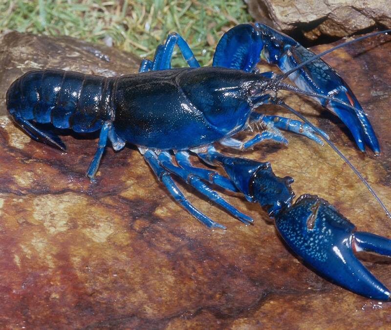 Blue Lobster - Polwarth/ YAK / Mulberry Silk (60/20/20)