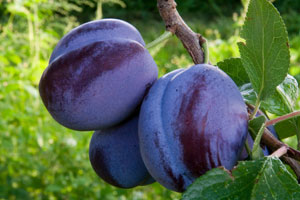 Rambouillet /tussah silk (75/25) - Damson Plum (5.6 oz.) - Inglenook Fibers