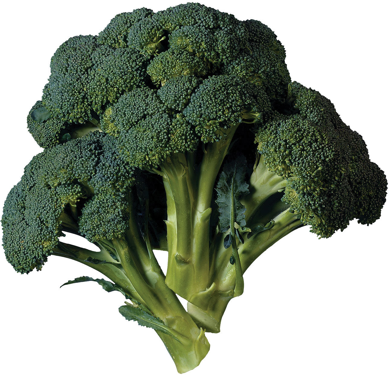 Broccoli- Sticklebatts (4 oz)- 30% Bond Fleece; Organic Polwarth, rambouillet, merino, silk, bamboo, silk noil