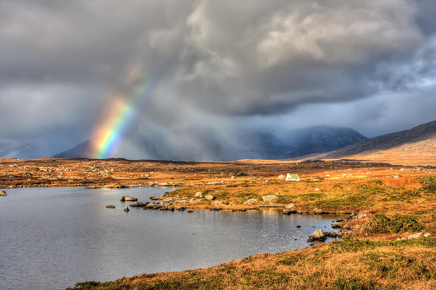 Promise - Organic Polwarth