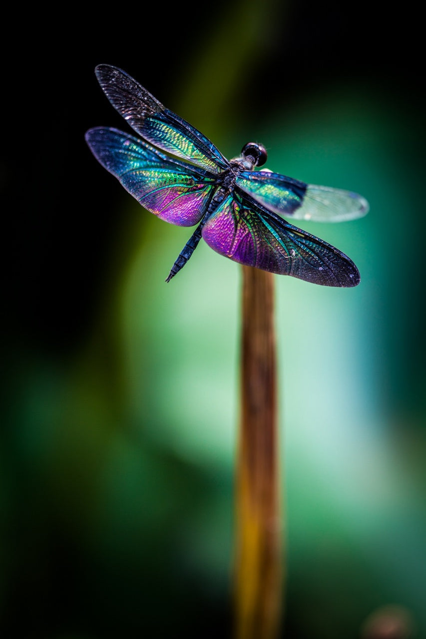 Dragonfly - Batt in a Braid #52- Wensleydale/ Mulberry silk/ Polwarth (60/25/15)
