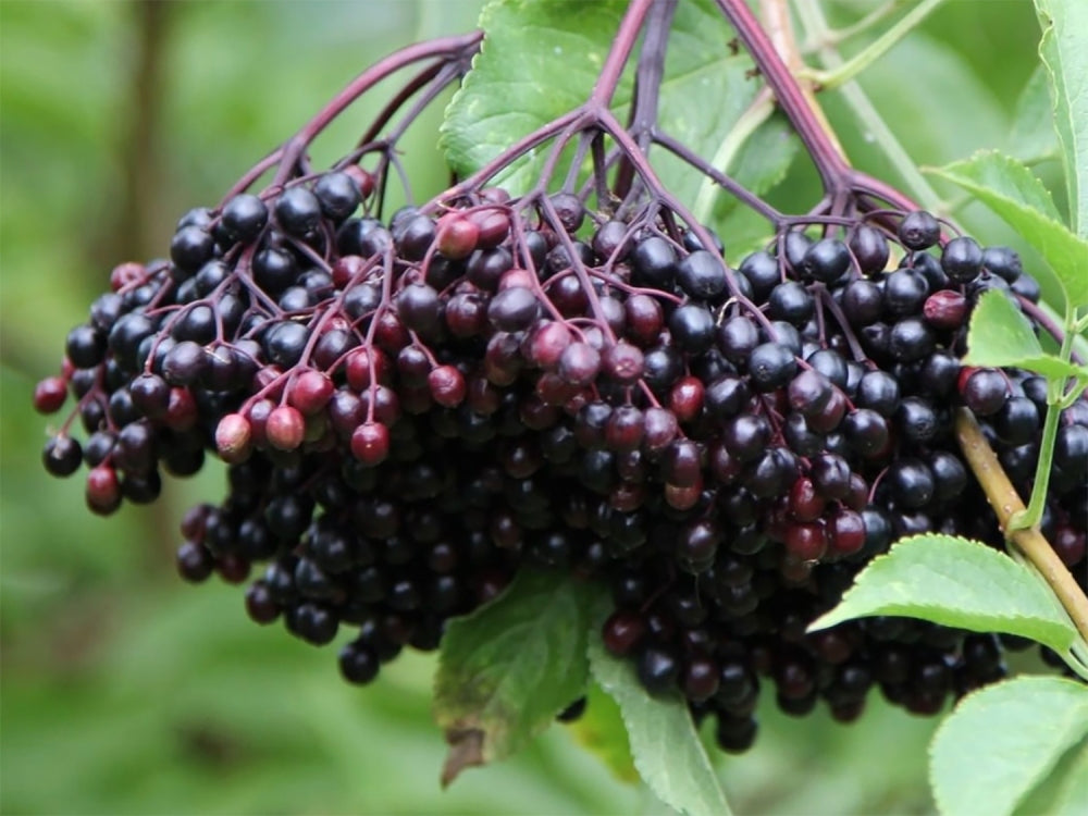 Elderberry (6.6 oz.) Organic Polwarth/mulberry silk (80/20)