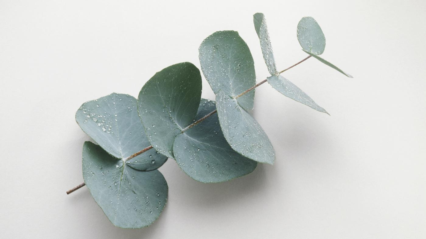 Eucalyptus - Custom Blended Top- Corriedale/ Superfine Merino/Peduncle and Tussah Silk/ FLAX (40/25/25/10) - Inglenook Fibers