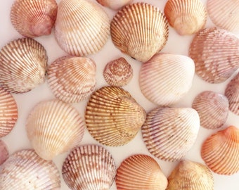 Cockle Shells (5.5 oz) - Merino/ Tussah Silk/ Natural Flax (50/25/25)