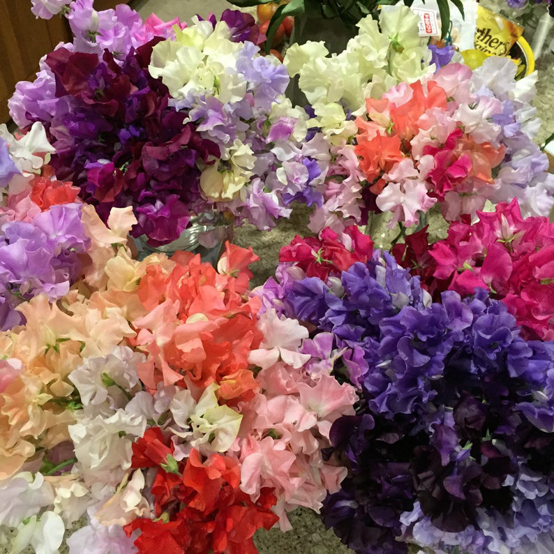 White-faced Woodland/ Ramie/ Llama/ Bamboo (35/35/15/15)-Sweet Peas - (5.5 oz.)