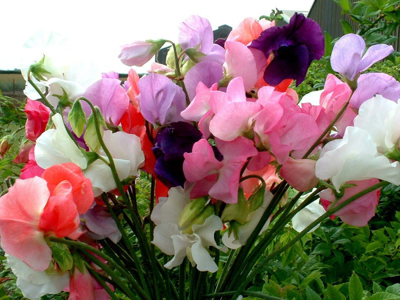 White-faced Woodland/ Ramie/ Llama/ Bamboo (35/35/15/15)-Sweet Peas - (5.5 oz.)