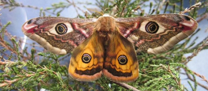 Blue-faced Leicester/ Tussah Silk (70/30) - Emperor Moth (5.4 oz)