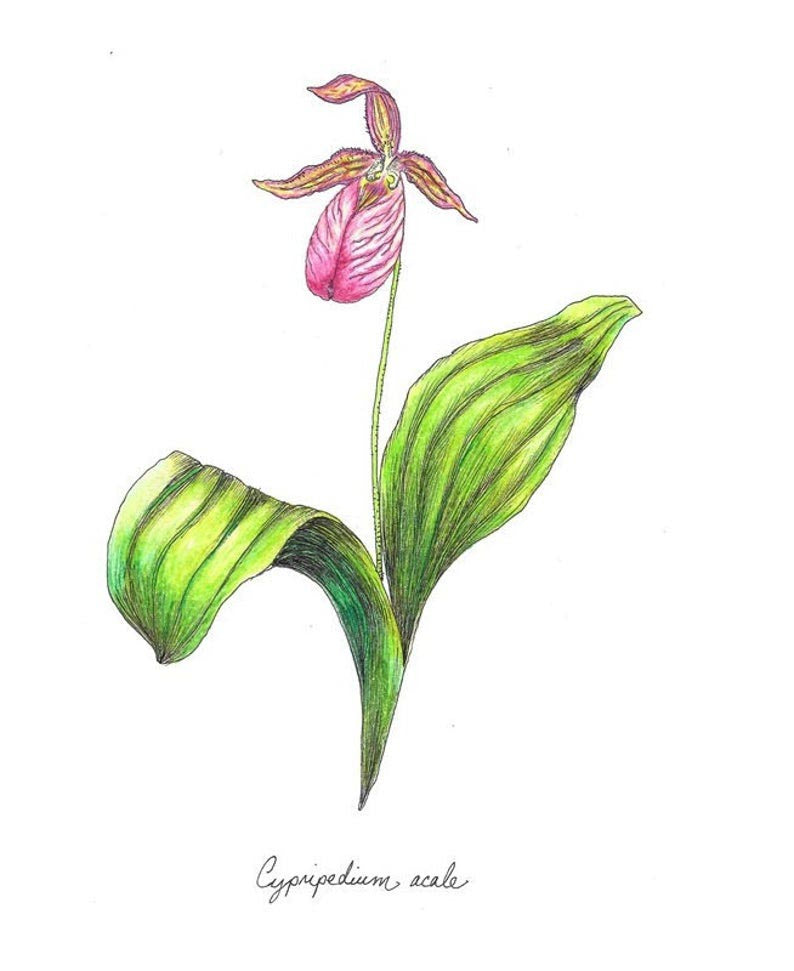 Lady Slipper - Batt in a Braid #43 - Dorset/Cheviot/Kid Mohair (60/20/20)