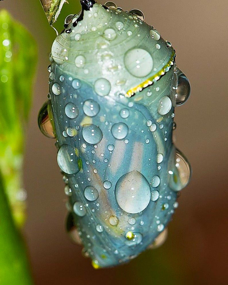 100% Pure Cashmere - Chrysalis - Glazed Solid