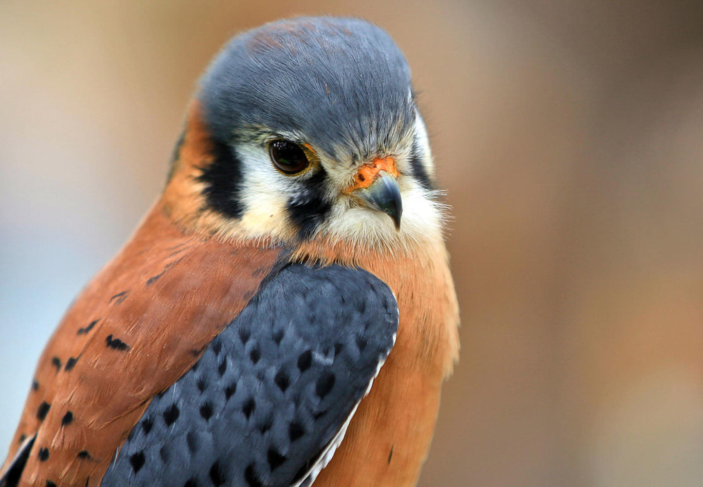 Kestrel - Sticklebatts - 30% Bond fleece,Superfine merino, Alpaca , silk, bamboo, silk noil - Inglenook Fibers