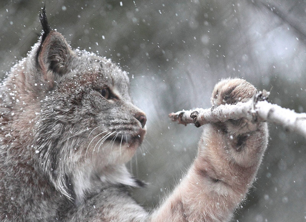 Canada Lynx - Sticklebatts-( 4 oz. ) Mohair Fleece, merino, silk, alpaca, bamboo, manx loaghtan, silk noil - Inglenook Fibers