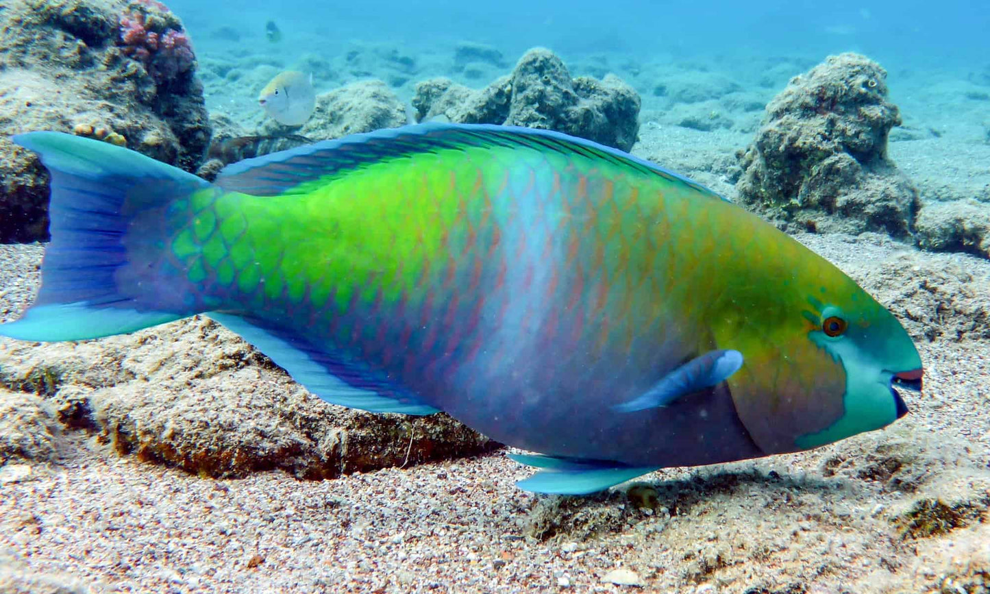Parrotfish -(5.4 oz) Targhee/silk/ bamboo (80/10/10)