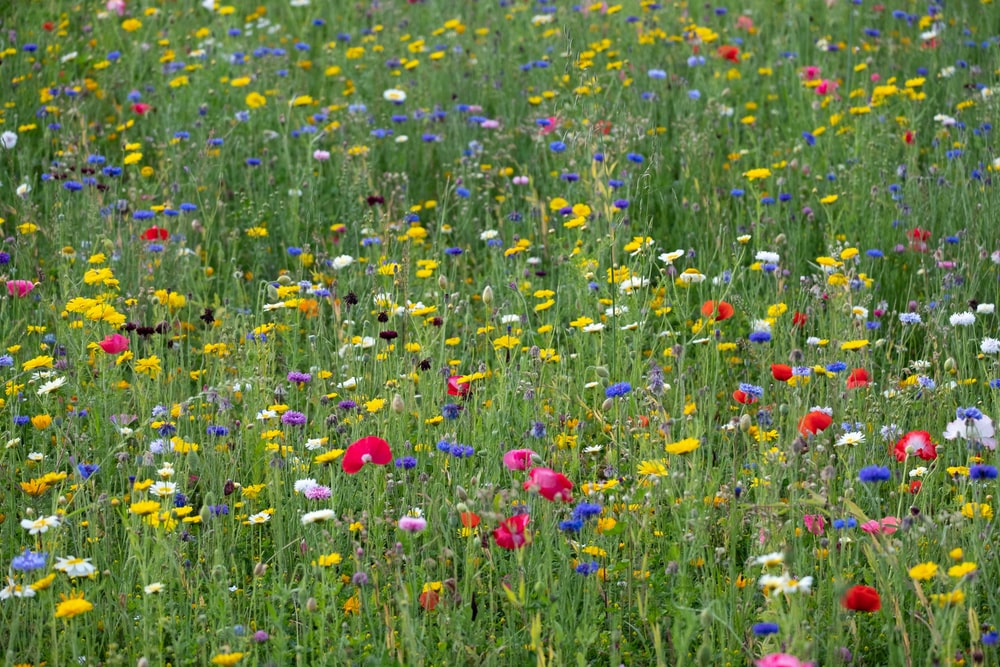Wildflower Fields (3.9 oz) - Sparkle Sticklebatts - Southdown, mohair,YAK, merino, polwarth, rambouillet, silk, faux cashmere, sari silk, angelina