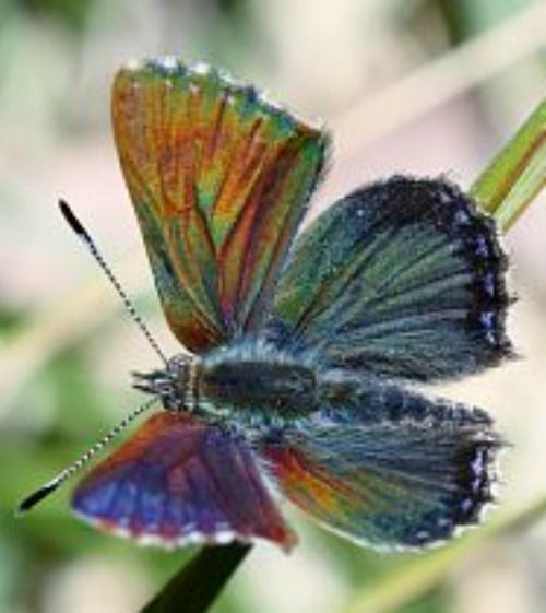 Bathurst Copper Butterfly - Lepidoptery Blends - Merino/ Mulberry Silk/ Sari Silk/ Tweed Blend/ Bamboo  (40/25/15/10/10)