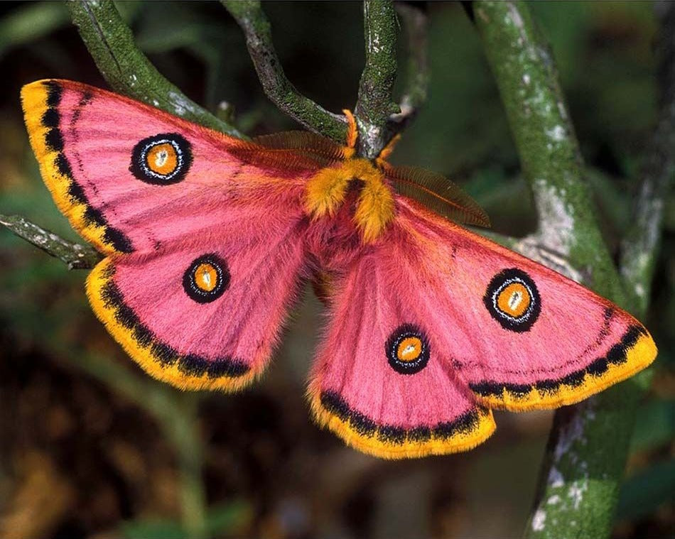 Roseate Emperor Moth - Lepidoptery Blends - Merino/ Mulberry Silk/ Sari Silk/ Tweed Blend/ Bamboo  (40/25/15/10/10)