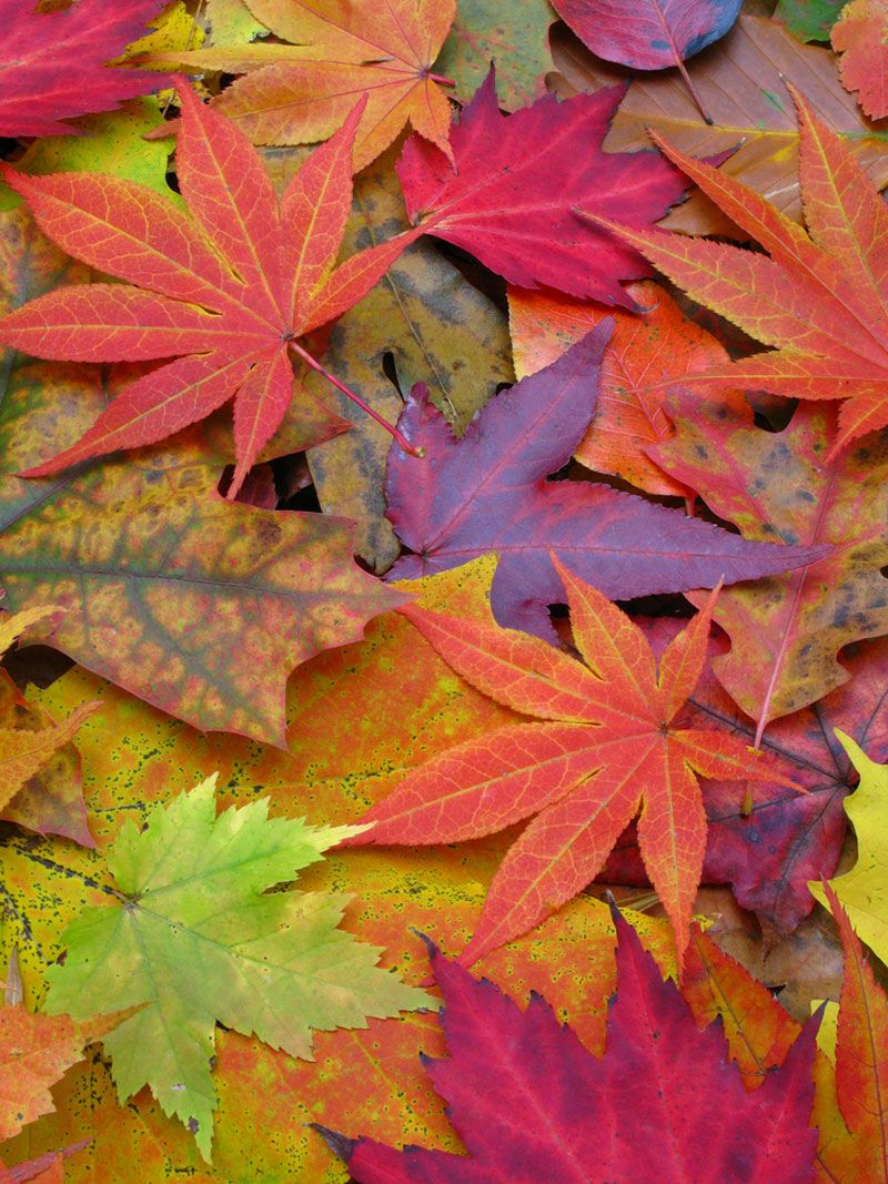 Gathering Leaves -(6 oz) - Organic Polwarth