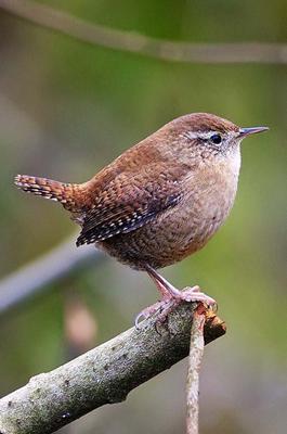 Winter Wren - Organic Polwarth / Tussah silk (80/20)