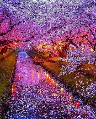 Cherry Blossoms @ Night (6.3 oz) - Organic Polwarth / Silk (80/20)